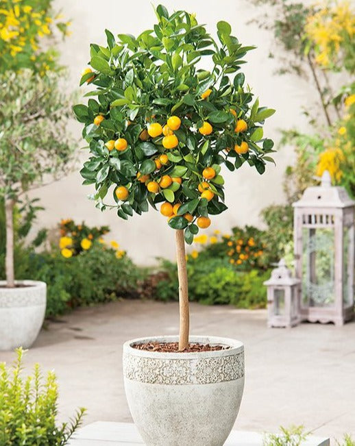 Calamondin