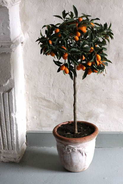 Kumquat