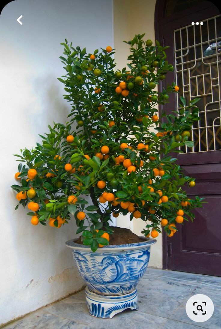 Calamondin