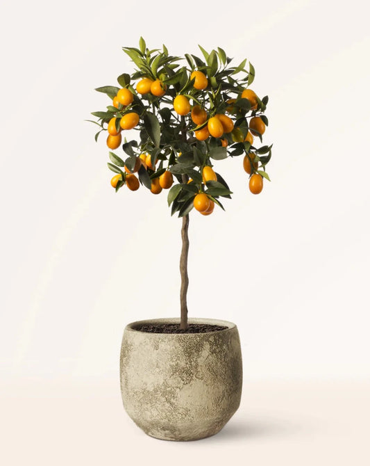 Kumquat