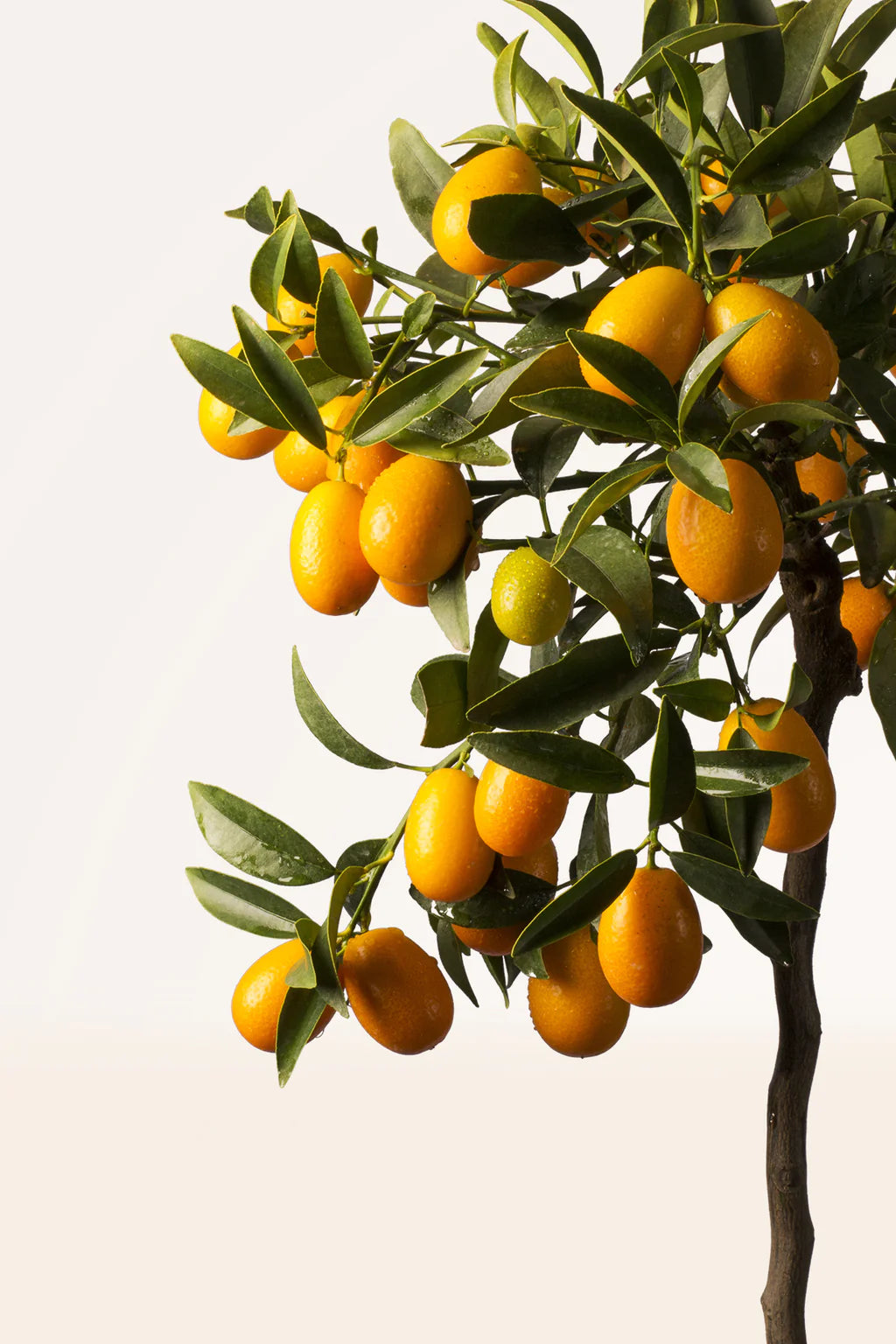 Kumquat