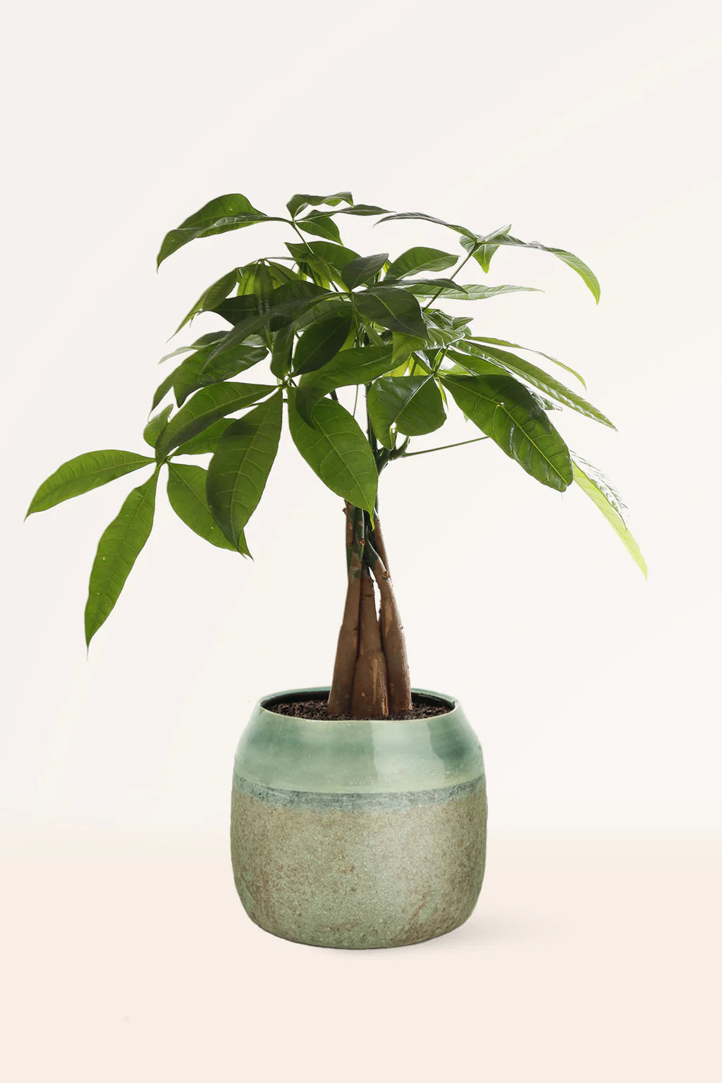 Pachira Acuatica