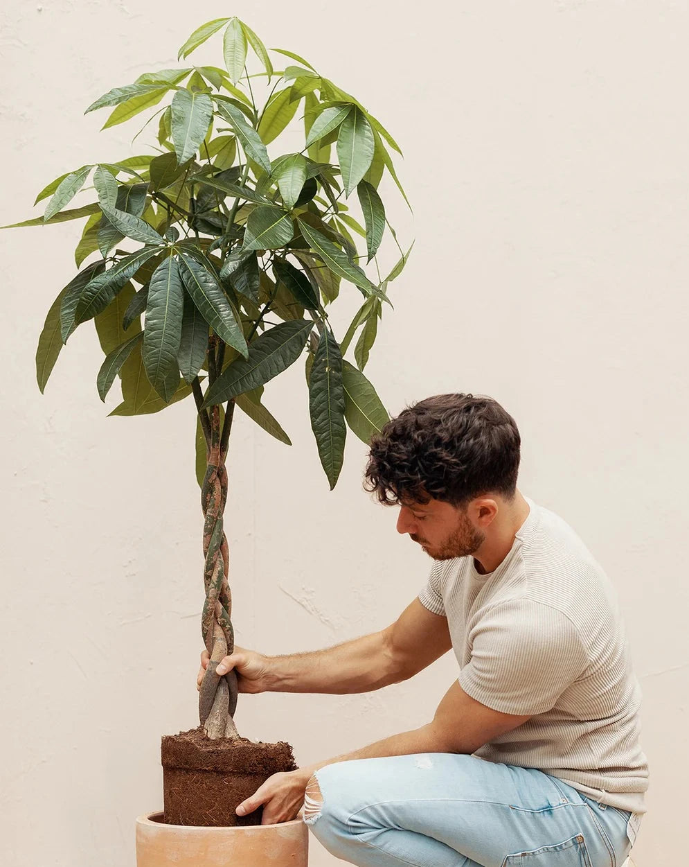 Pachira Acuatica