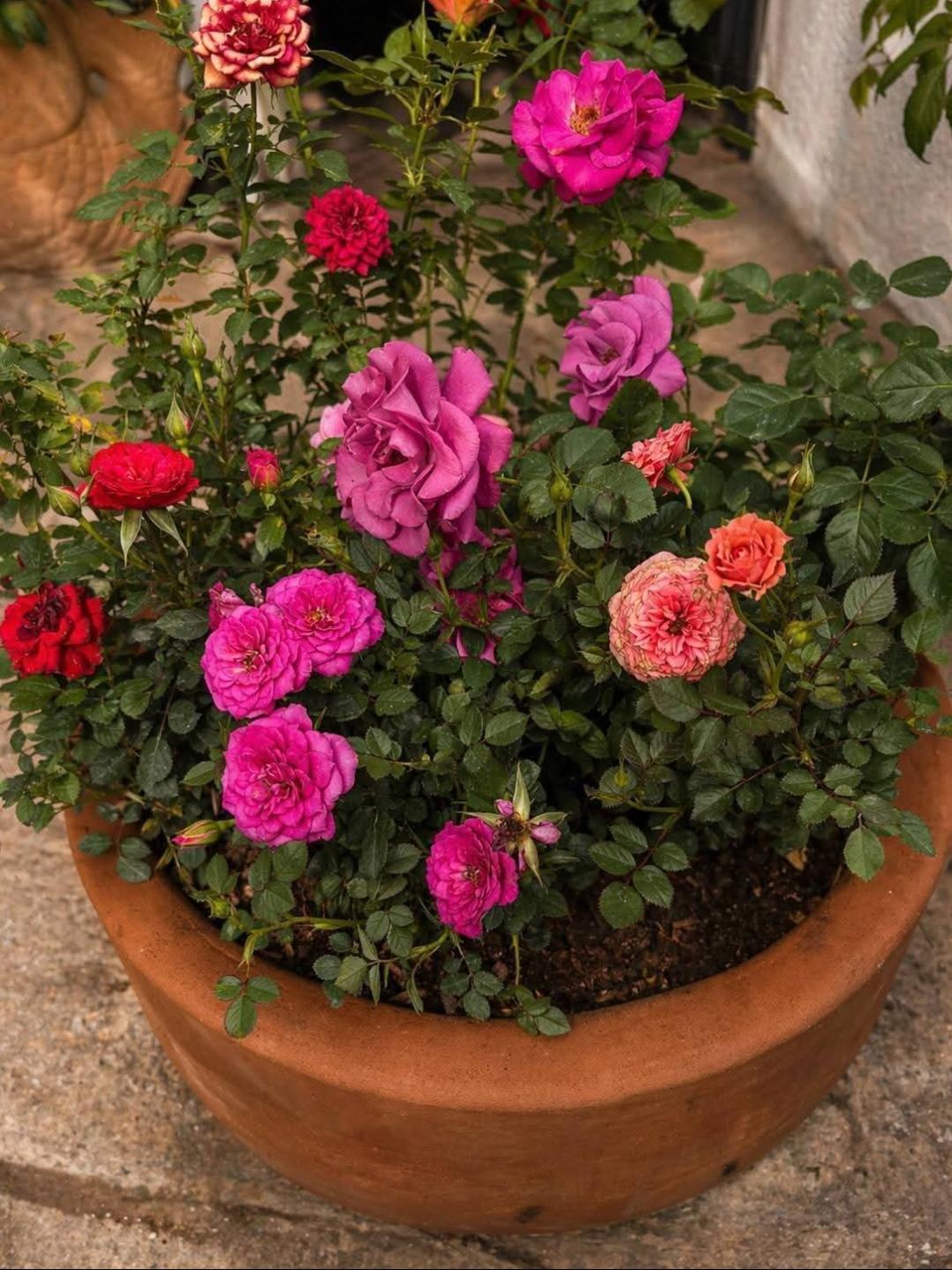 Jardín de rosas