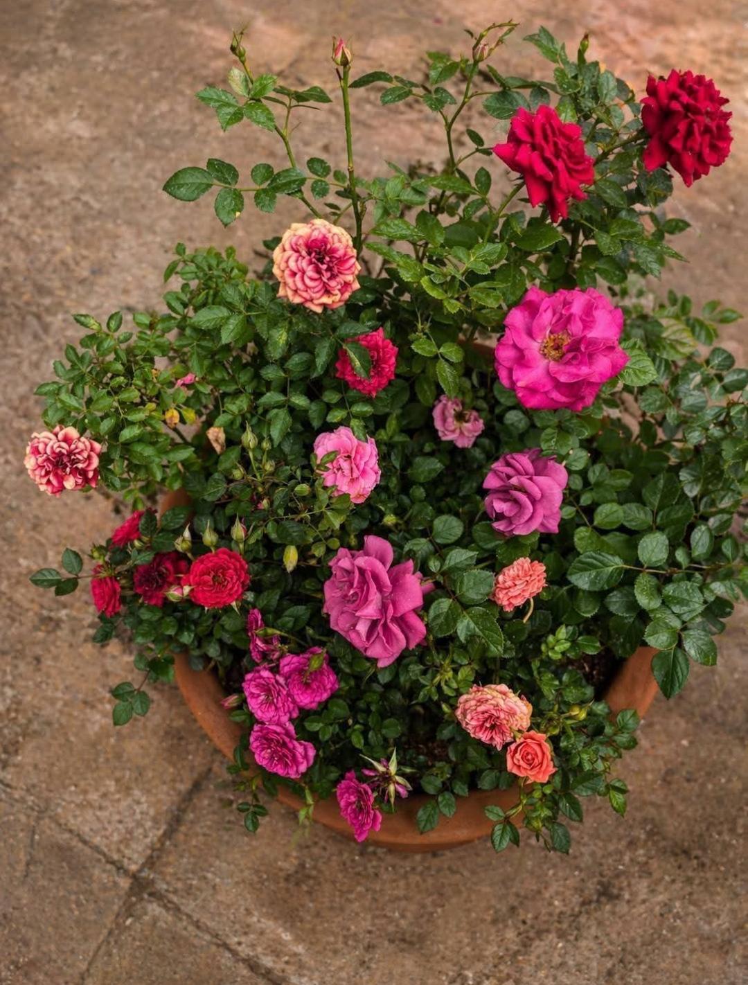 Jardín de rosas