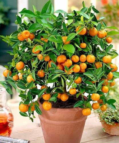 Calamondin